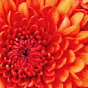 Meet your Posher, Najib